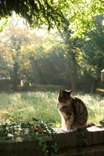 Cat Garden Aesthetic, Cat In Garden Aesthetic, Old Cat Aesthetic, Cats In Nature, Cats In Garden, Cat In Nature, Cottage Core Cat, Cat In Garden, Cat Outside