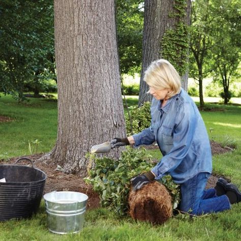 Martha's Step-By-Step Guide to Climbing Hydrangeas | Martha Stewart Wood Landscaping, Climbing Hydrangeas, Fall Yard, Hydrangea Landscaping, Hydrangea Varieties, Climbing Flowers, Climbing Hydrangea, Grow Gorgeous, Growing Hydrangeas