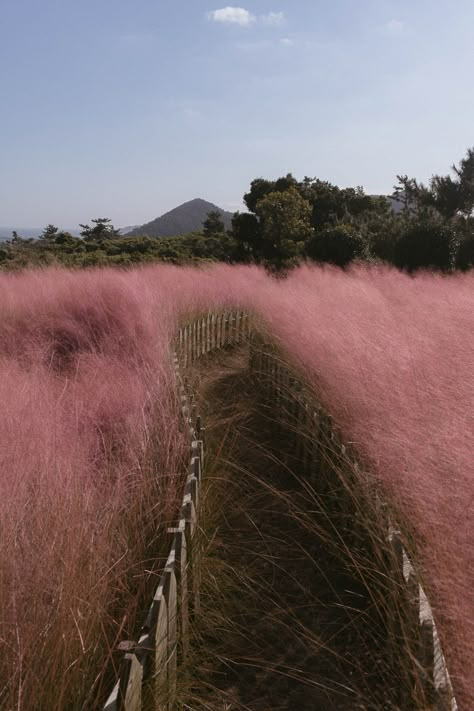 20 Beautiful Places to See Pink Muhly in Korea, With a Map Pink Muhly Grass Korea, Beautiful Place In Korea, Aesthetic Places Korea, Korea Moodboard, Korea Beautiful Places, Korean Nature, Places In Korea, South Korea Nature, Pink Muhly