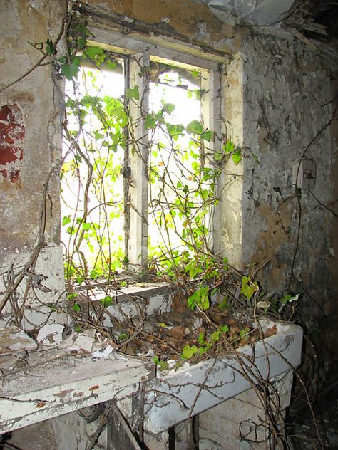 Curiously creeping ivy, Planet Farm, Hethersett. Buildings With Overgrown Plants, Decaying Buildings, Overgrown Industrial, Overgrown Abandoned, Abandoned Greenhouse Aesthetic, Man Vs Nature, Boston Ivy, Abandoned Building Vines, Growth And Decay