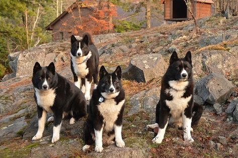 Kai Ken, List Of Dog Breeds, Karelian Bear Dog, Bear Dogs, Dog Types, Spitz Dogs, Rare Dogs, Bottlenose Dolphin, Rare Dog Breeds