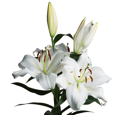 This stunning Zambesi was once the first white trumpet lily in Bredefleur’s Oriental range. Zambesi is the ideal flower for wedding arrangements. It has more than 5 buds, and stands out because of the beautiful structure of the stem. Zambesi is available all year round and offers supra consistent quality. Trumpet Lily, Flower For Wedding, Lily Bouquet, Wedding Arrangements, Timeless Beauty, The First, Lily, Range, Plants