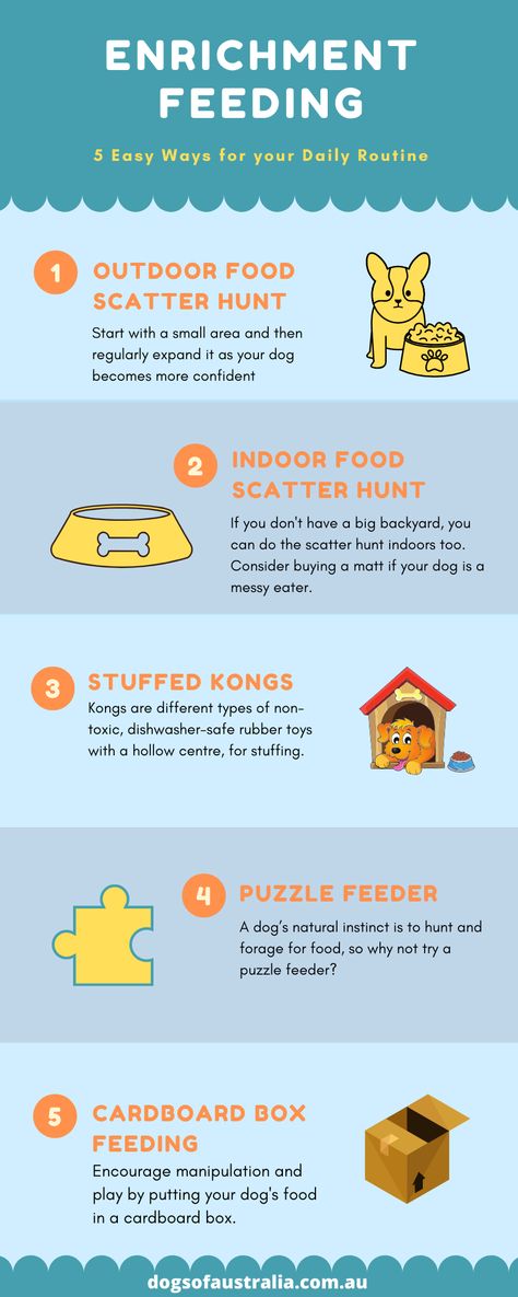 All complicated scientific definitions aside, if you noticed how awful quarantine was for our mental health, you have a pretty good understanding of why dogs need enrichment.   Being home alone can be boring, so by adding a variety of activities to their routines, we can help keep our dogs happy and healthy.   In other words, enrichment is all about providing our dogs with opportunities that engage their minds.   Any stimulus, if it evokes a dog’s interest in a positive way... Dog Ideas Diy, Tumeric For Dogs, Puppy Checklist, Dog Enrichment, Big Backyard, Enrichment Activities, Puppy Stuff, Puppy Chow, Dog Ideas