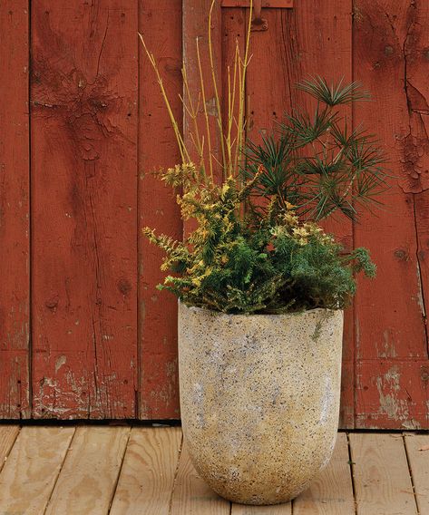 Uncommon Options for Winter Containers - FineGardening Prairie Christmas, Fall Planter Ideas, Winter Planter Ideas, Yellow Twig Dogwood, Flower Container Ideas, Nordic Christmas Decorations, Small Cottage Garden, Outdoor Potted Plants, Small Cottage Garden Ideas