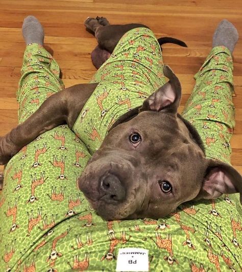 Pitbulls In Clothes, Dogs Room, Dog And Human, Boy Dog Clothes, Pitbull Clothes, Dogs Bed, Dogs Clothes, Dogs Pictures, Pajamas Matching