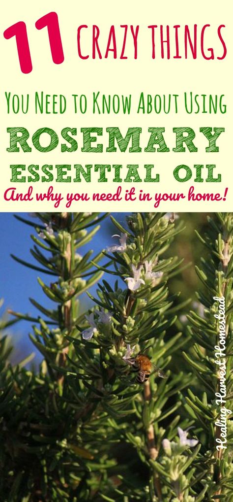 INSANE Things to Know About Rosemary Essential Oil---and Why You Need it in Your Home! — All Posts Healing Harvest Homestead Rosemary Remedies, What Is Rosemary Essential Oil Good For, Rosemary Uses Witch, Uses For Rosemary Essential Oil, Rosemary Oil Uses, How To Make Rosemary Essential Oil, Rosemary Uses Health, Benefits Of Rosemary Essential Oil, Rosemary Essential Oil Uses