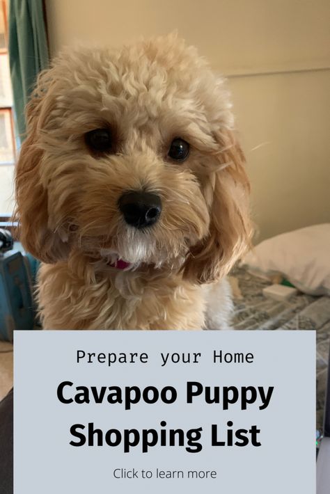 Cavapoo Puppy Training, Cavapoo Training, Cavapoo Breeders, Cavapoo Dogs, Cavapoo Puppy, Dog Toothpaste, Doodle Dogs, Puppy Proofing, Puppy Cut