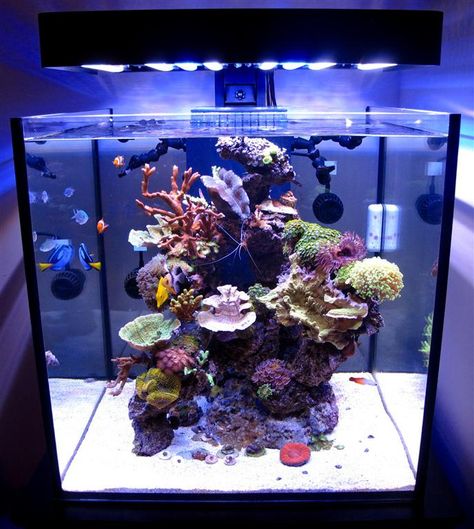 SolanaXL60 Aquarium Lit with PanoramaLEDFixture | This 60 ga… | Flickr Saltwater Tank Setup, Marine Fish Tanks, Saltwater Aquarium Fish, Amazing Aquariums, Saltwater Fish Tanks, Marine Tank, Aquarium Terrarium, Nano Aquarium, Aquarium Setup