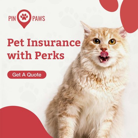 Your cats deserve the best. With Pin Paws Pet Insurance, you can keep them healthy and happy. Explore our plans today and give your cats the purr-fect protection! #PurrfectProtection #PinPaws Pet Insurance, Healthy And Happy, Mental Health Support, Healthy Lifestyle Inspiration, Care Quotes, Losing A Pet, Pet Health, For Cats, Be Yourself Quotes