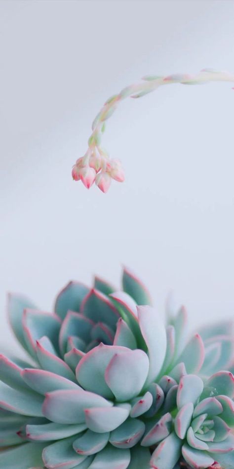 Flower Photography Art, Succulents Wallpaper, Succulent Photography, Iphone Wallpaper Texture, Art Shed, Desktop Wallpaper Art, Wallpaper Doodle, Sunflower Wallpaper, Flower Background Wallpaper