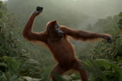 Video: Dancing orangutan likes to 'move it, move it' in hilarious online orange juice ad - Mirror Online Orangatang Funny, Gorilla Video, Monkey Funny Videos, Video Dancing, Chicken Jokes, Monkey Dance, Juice Ad, Monkey Love, Monkey Birthday