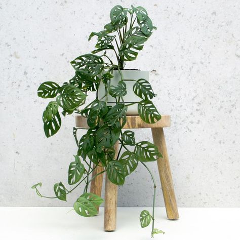 Swiss Cheese vine, often called Monstera obliqua or Monstera adansonii, is a beautiful addition to any home. Here's how to grow and care for them. Low Maintenance Indoor Plants, Monstera Obliqua, Plant Goals, Monstera Adansonii, Swiss Cheese Plant, Cheese Plant, Garden Types, Monstera Plant, House Plants Decor