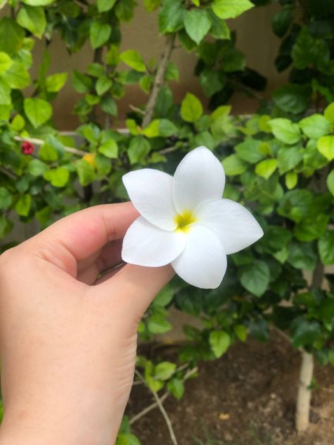 pretty white, 5 petals Five Petal Flower Tattoo, 3 Petal Flower, 5 Petal Flower, Five Petal Flower, Easy Flowers, Petal Flower, Table Inspiration, Hand Embroidery Art, Flower Petal