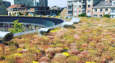 Sedum green roof at primary school in Brussels // Vice Verda - Architizer Journal Inspirational Architecture, Sedum Roof, Modern Mediterranean Homes, Architecture Jobs, Architecture Firms, Green Roofs, New Architecture, 800m, Roof Architecture