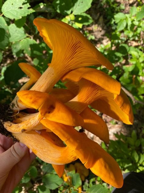 I learnt these ones are called jack-o'lantern, a close look alike to chanterelle mushrooms but i dont believe theyre edible Jack O Lantern Mushroom, Chanterelle Mushrooms, Edible Mushrooms, Jack O, Look Alike, Jack O Lantern, Lanterns, Stuffed Mushrooms