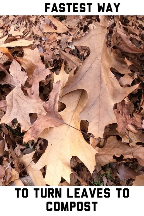 I will show you the fastest way to turn leaves into Compost. If you have a ton of leaves like me, you are doubting what to do with it. if you have a  garden then you are in luck because you can turn those leaves into black gold for your garden. #compost #leaves #compostleaves #Fall Composting Tips, Composting Ideas, Making A Compost Bin, Tomatoes Growing, Composting 101, Beginners Gardening, How To Make Compost, Compost Soil, Easy Gardening