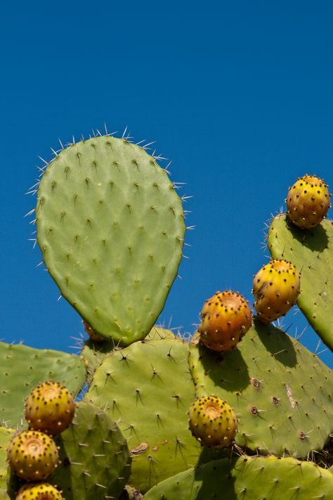 Cactus Reference, Cactus Reference Photos, Prickly Pear Photography, Cactus Editorial, Cactus Flower Painting, Cactus Photography Aesthetic, Prickly Pear Cactus Photography, Cactus Pictures, Cactus Photography