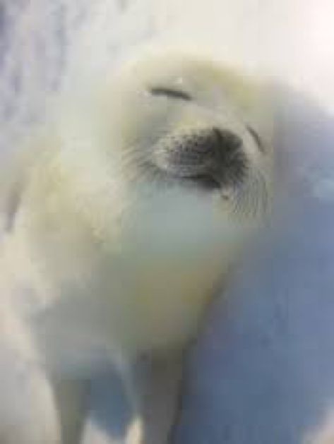 Cute Seal Pictures, Seals Aesthetic, Baby Seal Pup, Harp Seal Pup, Plastic Free Life, Harp Seal, Cute Seals, Seal Pup, Baby Seal