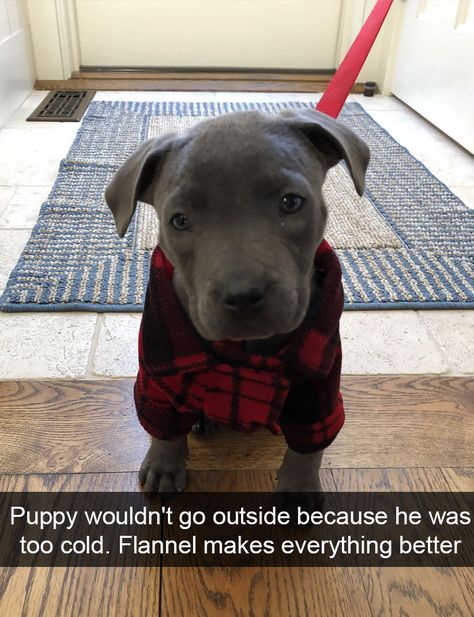 Pit Puppies, Funniest Snapchats, Dog Snapchats, Dogs Funny, Dog Photo, Funny Dog Videos, Animal Jokes, Funny Animal Pictures, Training Your Dog