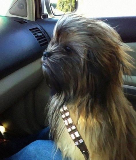 Chewbacca Dog, Cesar Millan, Dog Halloween Costumes, Funny Bunnies, Dog Costumes, Chewbacca, Dog Halloween, Cool Stuff, Shih Tzu