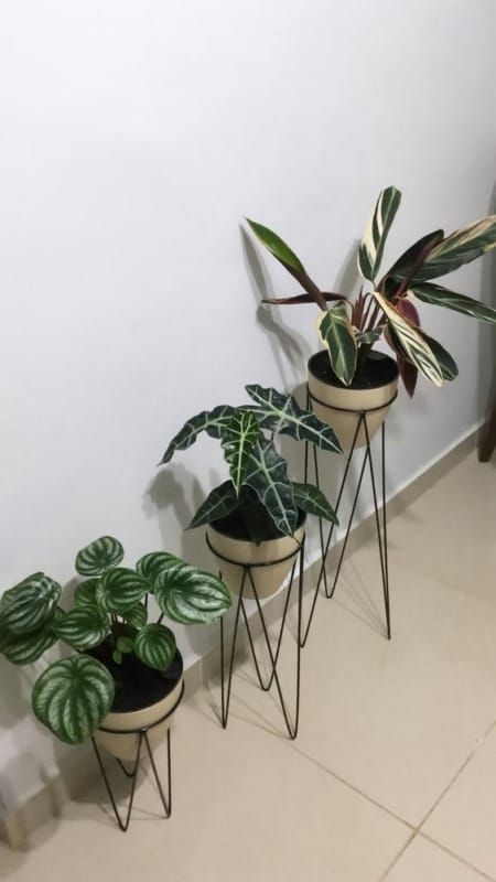 Wishlist Plants, Art Gallery Wallpaper, Welcome To The Jungle, Plant Mom, Plant Decor, Garden Tools, Art Gallery, Plants, Flowers