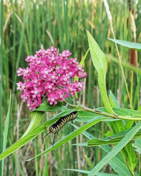 The ubiquity of swamp milkweed (Asclepias incarnata) belies its name, which seems to suggest that it grows only on the wet margins of lakes, streams and swamps.  In fact a Colorado High Plains horticulturalist recently pointed out to us that it does surprisingly well in arid conditions once it is established. Which may be why its native range covers almost the entire U.S., with the exception of westernmost states.  #nativeplants #wildflowers #floraandfauna #botanicalbeauty #biodiversity Asclepias Incarnata, Swamp Milkweed, Botanical Beauty, Flora And Fauna, Tattoo Idea, Native Plants, Wild Flowers, Colorado, Range