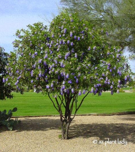 Texas Mountain Laurel, Cherry Laurel, Desert Trees, Laurel Tree, Arizona Landscape, Deer Resistant Plants, Mountain Laurel, Garden Shrubs, Desert Garden