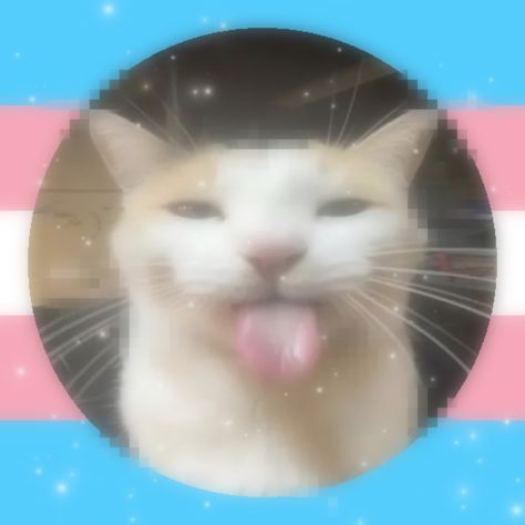 Trans Widgets, Trans Cat Pfp, Hidden Trans Pfp, Trans Pfp Discreet, Trans Pfp Boy, Pfp Trans, Transmasc Pfp, Trans Aesthetic, Trans Pfp