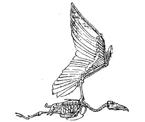 skeleton of bird in flight. Website has good information about how birds fly Crow Anatomy, Eagle Anatomy, Pigeon Character, Anatomy Skeleton, Bird Puppet, Bird Skeleton, Bird Anatomy, Crow Flying, Perspective Composition