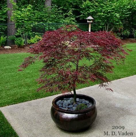 Maple Tree Landscape, Japanese Maple Garden, Japanese Garden Decor, Small Japanese Garden, Japanese Garden Landscape, Zen Garden Design, Japanese Maples, Japanese Garden Design, Asian Garden