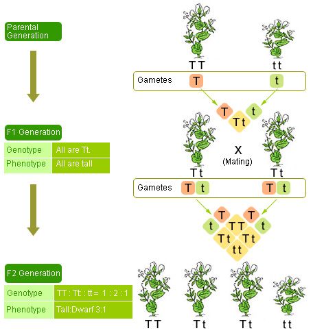 Heredity: Definition, Mendel’s Experiments, Concepts, Examples & Videos Dihybrid Cross, Plant Experiments, Class 10 Science, Biology Plants, Biology Worksheet, Branches Of Science, Genetic Variation, Plant Breeding, Biology Facts