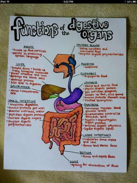 Digestive System Digestion System, Nursing School Studying, Nursing School Tips, Medical School Studying, Nursing School Notes, Science Notes, Human Anatomy And Physiology, Medical Anatomy, Medical Studies