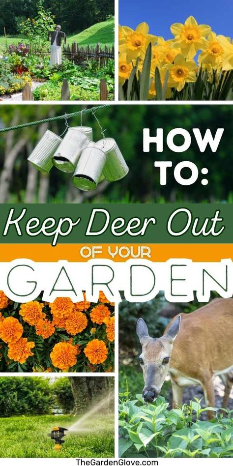 How to Keep Deer Out of the Garden • The Garden Glove Deer Repellant Plants, Deer Repellent, Fall Landscaping, Deer Repellant, Rotten Egg, Deer Proof, Container Herb Garden, Garden Wood, Irish Spring