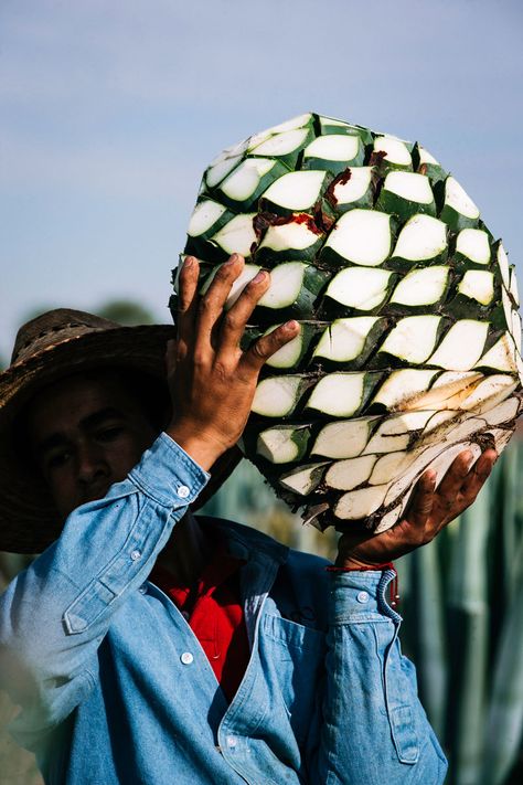 Tequila Asethic, Mexico Tequila Aesthetic, Tequila Photography, Tequila Jalisco Mexico, Don Julio Tequila, Agave Field, Tequila Distillery, Tequila Agave, Blue Agave Plant