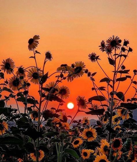 Country Sunset, Sunflower Sunset, Sunflower Photography, Photo Arts, Orange Sunflowers, Sunset Background, Sunflower Wallpaper, Sun Rise, Wallpaper Nature Flowers