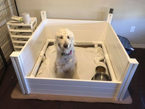 How to Build a Whelping Box for a Large Breed Dog - Cupid Dogs Welping Box Ideas Diy Dog, Welping Box, Dog Whelping Box, Pet Diy Projects, Whelping Puppies, Whelping Box, Large Dog Breeds, Puppy Care, Garden Boxes