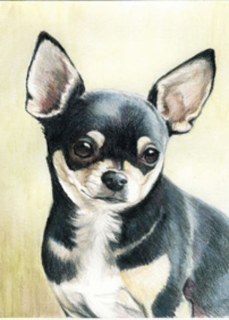 Birthday Chihuahua card Chihuahua Birthday, Chihuahua Portrait, Chihuahua Drawing, Dog Portraits Painting, Happy Birthdays, Chihuahua Art, Chihuahua Mom, Dog Personality, Creative Birthday