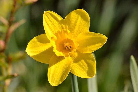 Daffodil Images, Spring Blooming Flowers, Yellow Daffodils, Daffodil Flower, Flower Yellow, Nature Images, Free Photo, Daffodils, Yellow Flowers