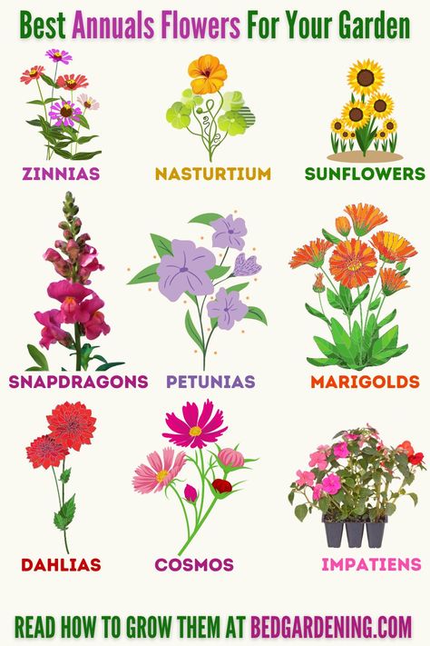 Grow These Sun-loving Annual Flowers In Your Garden. Best Annuals Flowers In Your Garden Flowers That Grow On Trees, All Season Flowers Plants, Easy Annual Flowers, Hardy Annual Flowers, Flower Bed Designs Full Sun, Annual Garden Ideas, Annual Flowers In Containers, Preannual Flowers, Annual Flowers For Full Sun