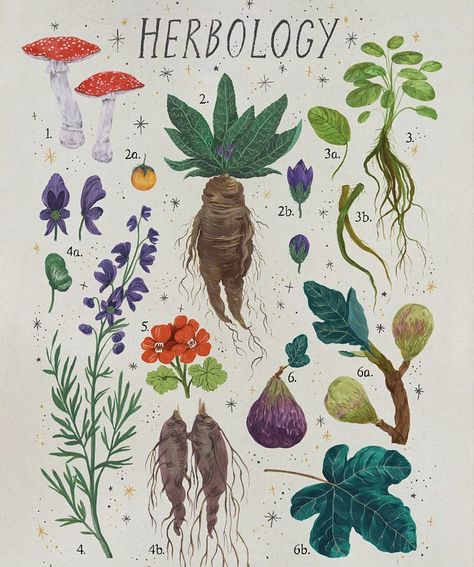 a variation of my previously posted herbology poster 🌿 #harrypotter #herbology #mandrake #wolfsbane #shrivelfig #gillyweed #plants #magic… Herbology Poster, Plants Stickers, Art Fil, Harry Potter Poster, Plant Magic, Stickers Magnets, Harry Potter Aesthetic, Plants And Flowers, Art Collage Wall