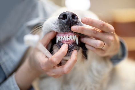 Several viewers praised the dog teeth-brushing tip shared in the latest viral clip, which involved the use of "cooperative care" and lots of encouragement. Pet Dental Health Month, Brushing Dogs Teeth, Tartar Removal, Pet Dental Care, Bad Teeth, Dog Teeth Cleaning, Dog Dental, Dog Dental Care, Tooth Extraction