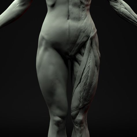 ArtStation - Female Anatomy Ecorche Female Back Muscles, Body Muscle Anatomy, Zbrush Anatomy, Animated Anatomy, Arm Anatomy, Leg Anatomy, Human Muscle Anatomy, Head Anatomy, Female Anatomy Reference