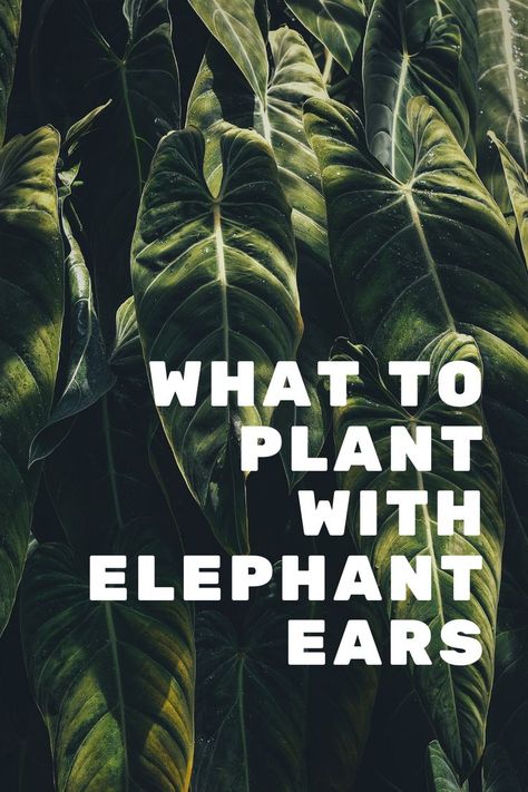 Planting Elephant Ear Bulbs, When To Plant Elephant Ear Bulbs, Growing Elephant Ears, Growing Elephant Ears From Bulbs, Elephant Ears Plants Outdoor, Elephant Ear Garden Ideas, Large Elephant Ear Plants, Elephant Eats Plants, Landscape With Elephant Ears