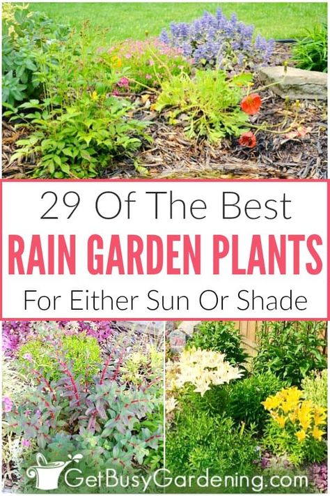 Selecting rain garden plants is a bit more difficult than for traditional flower beds. Since there are three distinct planting areas: the basin (where water pools), the inside slope (wet to dry), and the top of the berm (dry), it’s important to choose the right plants to use in a rain garden. In this article, you’ll get tons of tips, and learn exactly how to choose the best rain garden plants. Plus, find a list of 29 perennials for sun or shade, and ideas perfect for the backyard or front yard. Rain Garden Landscape, Rain Garden Ideas, Rain Garden Plants, Rain Garden Design, Plants For Sun, Garden Care Tips, Rain Gardens, Taman Air, Traditional Flower