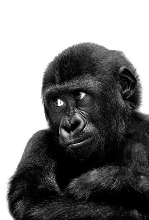 Gorilla Wallpaper, Cute Puppies Golden Retriever, Regard Animal, Monkey Wallpaper, Monkey Pictures, Great Ape, Wallpapers For Iphone, Monkeys Funny, Favorite Animal