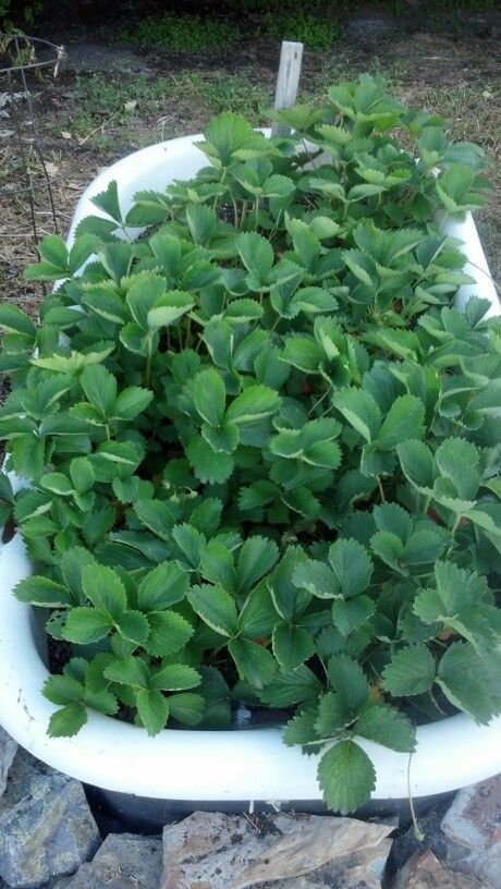 Grow Strawberries in an old bathtub....i have had amazing berries. It works really well!!!!! Growing Strawberries Vertically, Garden Tubs, Strawberry Bed, Grow Strawberries, Strawberry Beds, Old Bathtub, Landscape Diy, Berry Garden, Outdoor Bathtub