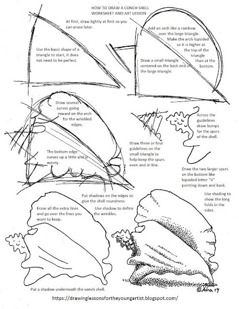 How to Draw Worksheets for The Young Artist: sea Draw Seashells, Shell Drawing, Pencil Drawings For Beginners, Gcse Art Sketchbook, Seashell Painting, Drawing Lesson, Nature Drawing, Gcse Art, Conch Shell