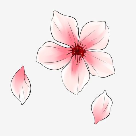 Sakura Blossom Drawing, Sakura Petals Drawing, Sakura Illustration Flower, Sakura Flowers Drawing, Drawing Of Cherry Blossoms, Japanese Flowers Drawing, Sakura Flower Drawing, Cherry Blossoms Drawing, Sakura Flower Illustration