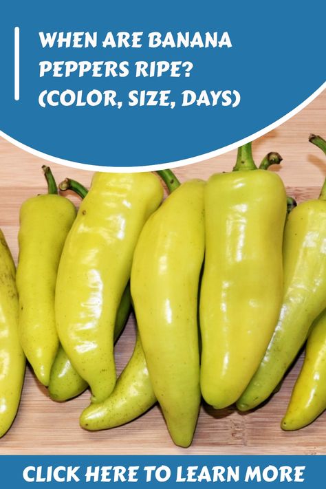 Hot Banana Pepper Recipes, Hot Banana, Sweet Banana Peppers, Hot Banana Peppers, Grow Lemongrass, Get Hotter, Homemade Salsa Recipe, Banana Peppers, Dried Peppers