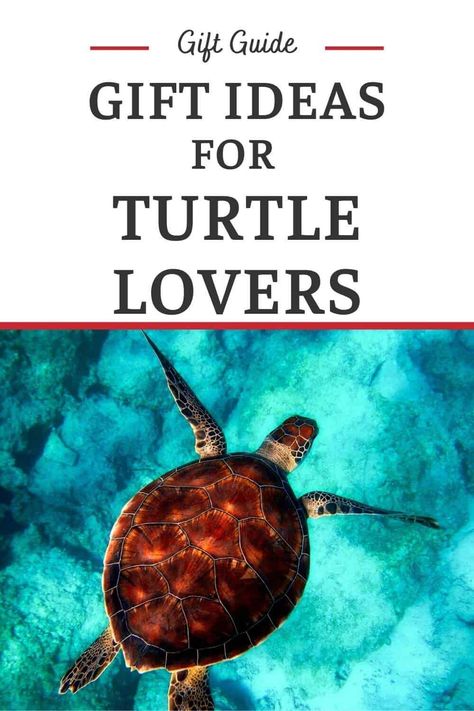 Turtle Gifts - Gifts for People Who Love Turtles - Turtle Themed Gifts for Kids and Adults - Gifts for Animal Lovers Turtle Crafts For Adults, Turtle Gift Ideas, Turtle Crafts, Gifts For Animal Lovers, Hedgehog Gifts, Llama Gifts, Small Turtles, Cute Turtle, Turtle Birthday